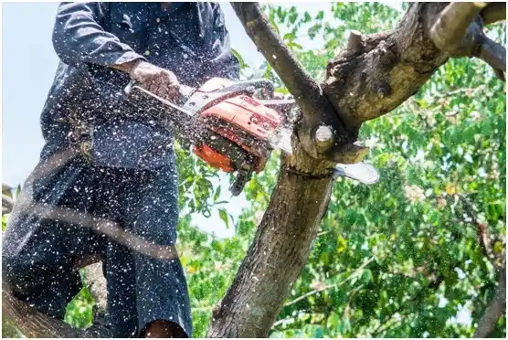 tree services Clover Creek